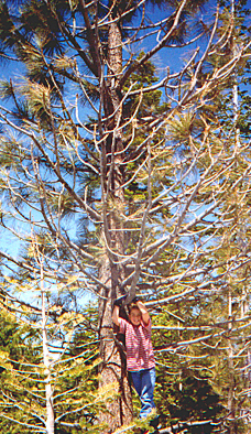 Sntree.jpg (232810 bytes)